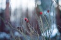 Dogrose in winter forest. Red flower. Wild rose. Snow Ã¢ÂâÃ¯Â¸Â Royalty Free Stock Photo